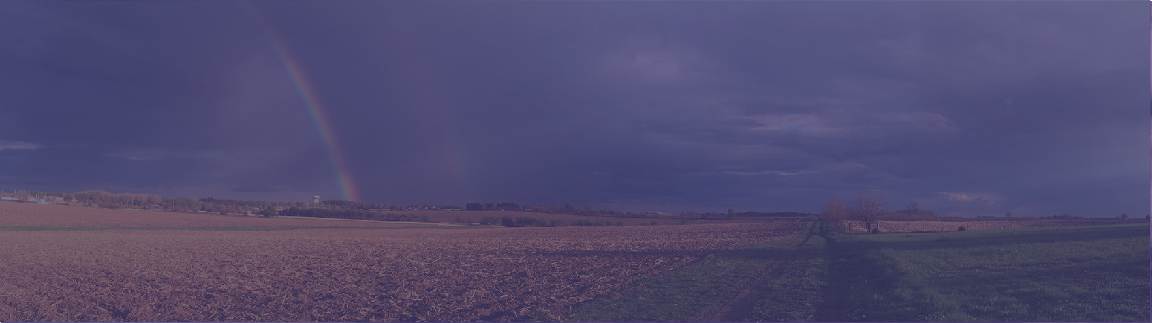 RAINBOW IN A CORNFIELD